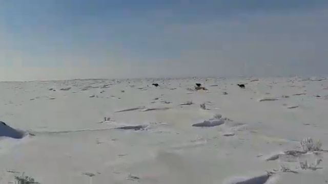 Грейхаунд Greyhound