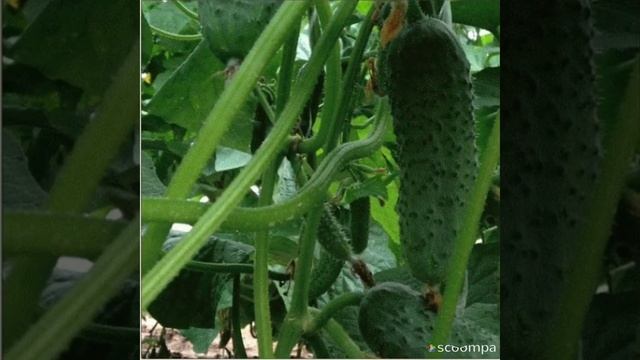 огурец Клавдия гибридf--1. смотреть онлайн