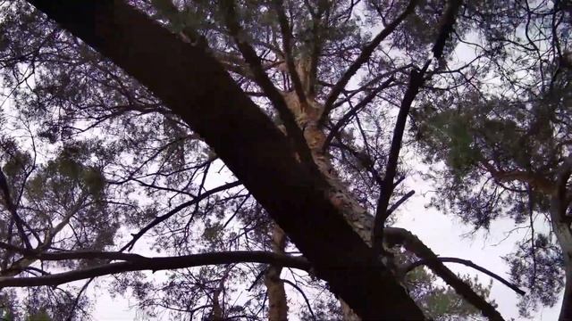 Звуки зимнего леса (соснового, хвойного, днем, ночью) смотреть онлайн
