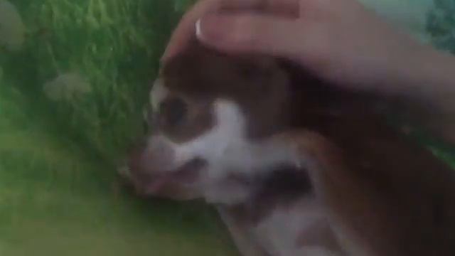 Чихуахуа держит себя в руке смотреть онлайн