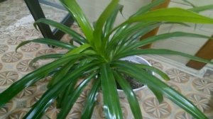 Панданус (винтовая пальма) уход в домашних условиях. Приметы и суеверия об винтовом дереве.