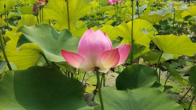 Совместимость: женщина-телец и мужчина-близнец смотреть онлайн