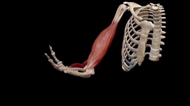 БИЦЕПС. АНАТОМИЯ. ОСОБЕННОСТИ ТРЕНИРОВКИ БИЦЕПСА. КАК НАКАЧАТЬ БОЛЬШИЕ БИЦЕПСЫ? смотреть онлайн