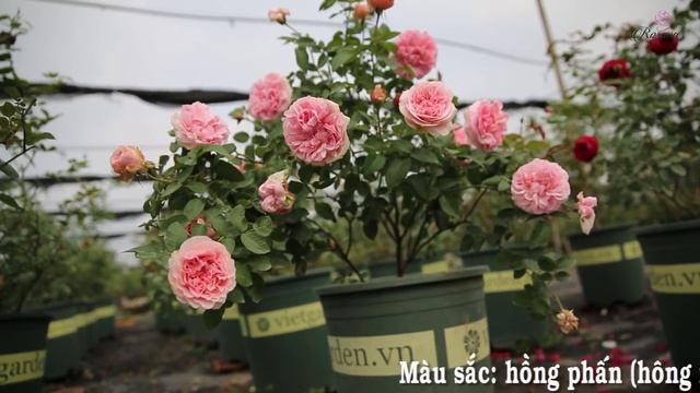 Hoa hồng ngoại Miranda rose | Top 5 giống hoa cưới đẹp nhất của David Austin смотреть онлайн