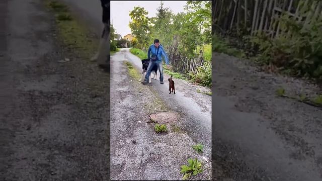 Боевой кот ))) смотреть онлайн