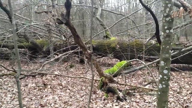 Упавший дуб в лесу смотреть онлайн