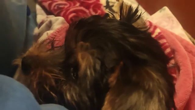 Щенок ?? Йорка в? Подарок! (ЧТО СКАЖЕТ МАМА) смотреть онлайн