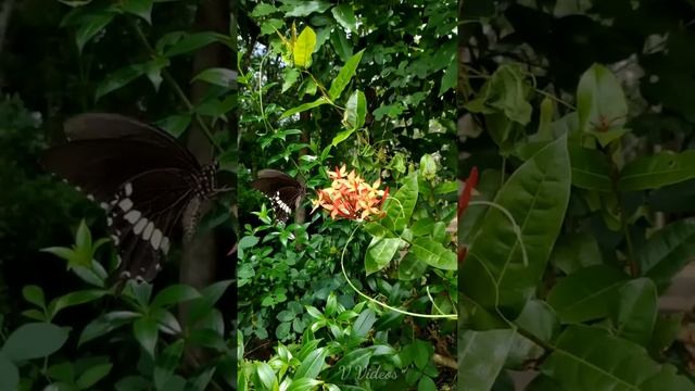 #pocof1slowmo XIAOMI POCO F1 SLOW MOTION VIDEO BUTTERFLY MOTION|| 6Gb Ram || 128 Gb Rom || SD 845 | смотреть онлайн