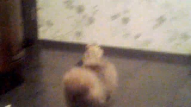 Шпицы смотреть онлайн