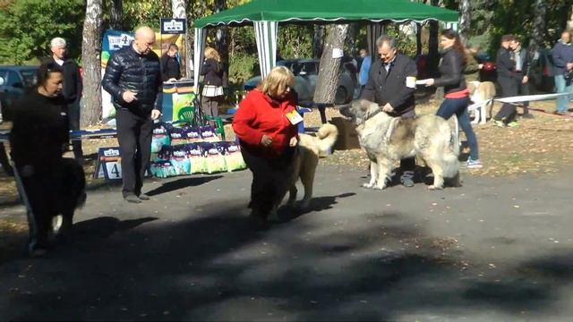 Сравнение на ЛУЧШУЮ СУКУ смотреть онлайн