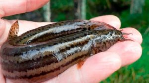 ТОП ИНТЕРЕСНЫХ ФАКТОВ О ВЬЮНЕ! Вьюн самая скользкая рыба?