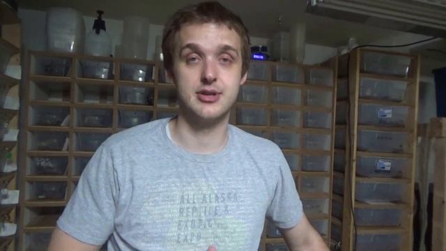 Disaster Ball Python Clutch | Dinker or Retained Sperm from Past Pairing? смотреть онлайн