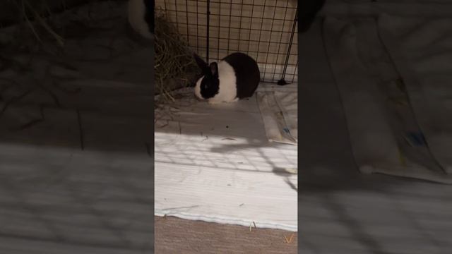 Bunnysitting #2 смотреть онлайн