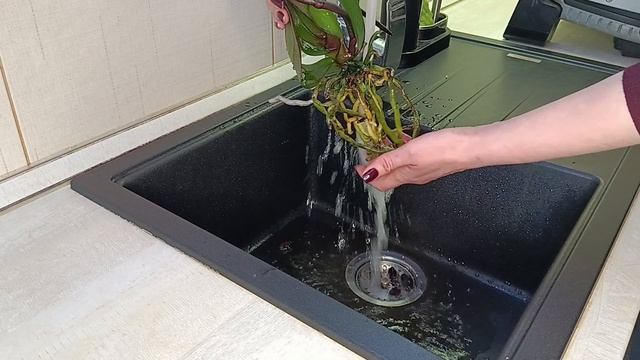 Орхидея в ОС без грунта , уход, первый полив , адаптация . смотреть онлайн