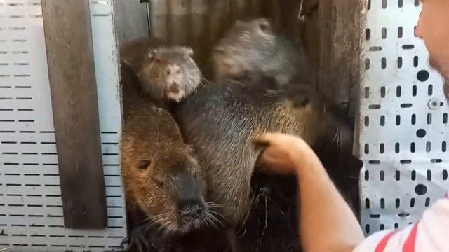 Наши нутрии. смотреть онлайн