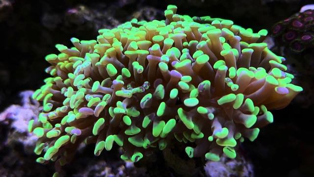 Не вошедшие видеоролики | Морской аквариум смотреть онлайн