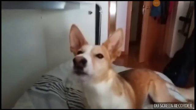 Пси полюют на деспасито смотреть онлайн