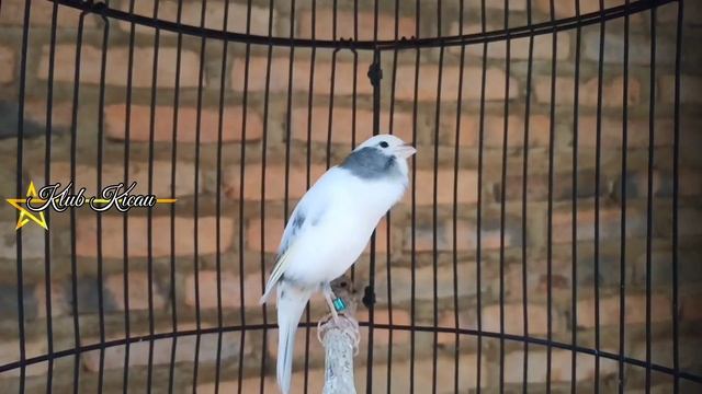 Unique canary sounds, long song duration for young canary masters смотреть онлайн