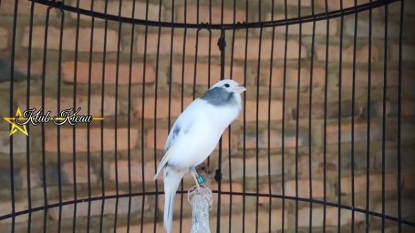 Unique canary sounds, long song duration for young canary masters