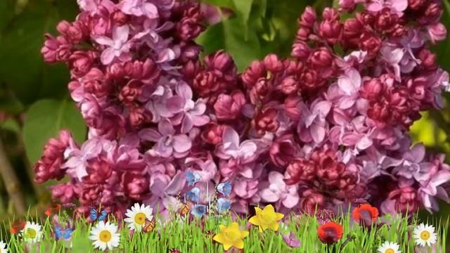 Сирень обыкновенная Принц Волконский ? Посадка и уход. саженцы, крупномеры сирени: особенности сорт смотреть онлайн