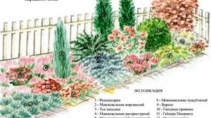 50 СХЕМ С НАЗВАНИЯМИ .МИКСБОРДЕРЫ  НЕПРЕРЫВНОГО ЦВЕТЕНИЯ