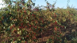 Яблоня карликовая, Райская яблоня | Plante.md