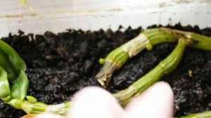 Будни цветовода: Размножение Дендробиум Нобиле