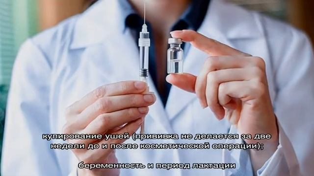 Как сделать прививку собаке на дому смотреть онлайн