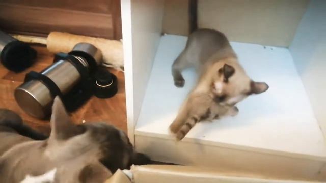 Французский бульдог и бурманский котенок сцепились за игрушку) смотреть онлайн