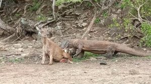 Brutal Hunt|Komodo Dragon Eats Deer #animal #nature