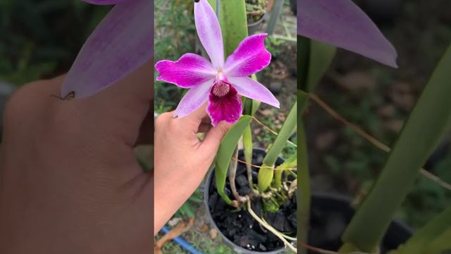 #lan #cattleya Cattleya purpurata var sanguinea ..hàng sưu tầm...0914727162#hoalanhoangbinh смотреть онлайн