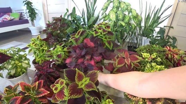 Вегетативные колеусы, размножение, полив и подкормка в домашних условиях. смотреть онлайн