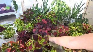 Вегетативные колеусы, размножение, полив и подкормка в домашних условиях.