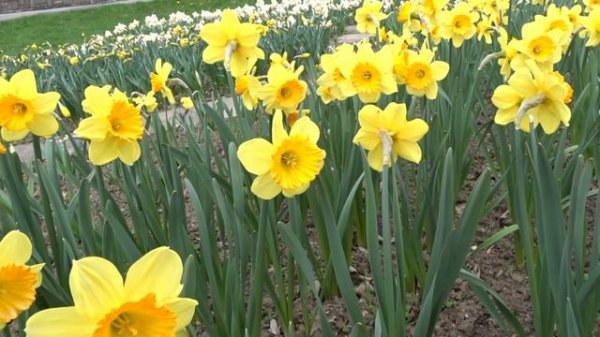 Narcissus var. Fortissimo