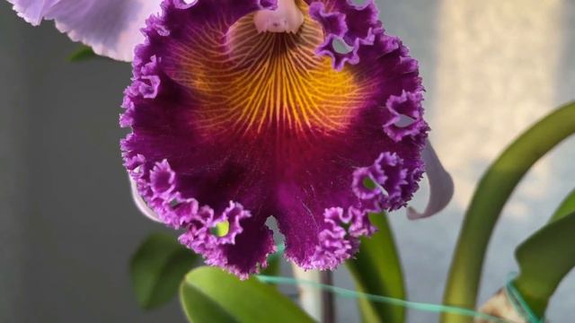 Laeliocattleya Dinard 'Blue Heaven' смотреть онлайн