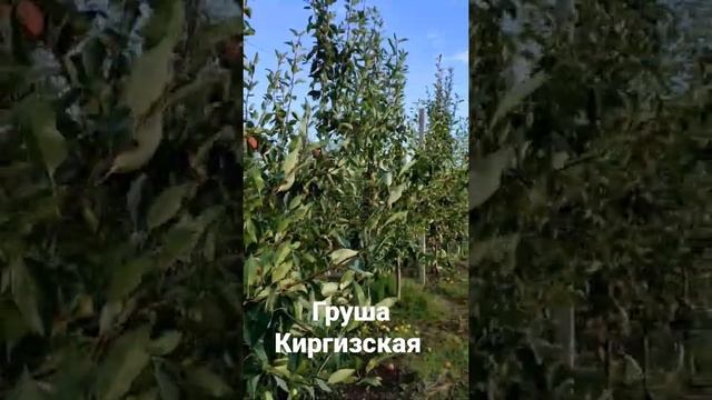 Груша Киргизская перед началом сбора #харьков #харьковсад #деревня #колхоз #фотосад смотреть онлайн