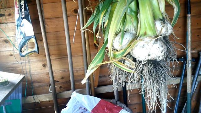 Elephant Garlic| Red Sun Shallot Harvest |Kale green dwarf curly| Red Sun Shallots| Yew Tree plant| смотреть онлайн