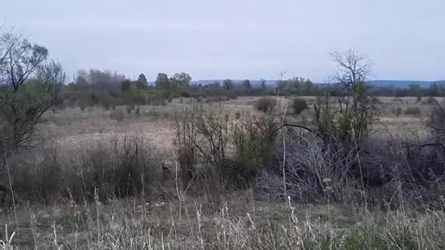 Ещё один рогатый красавчик краснокнижный.Весна 2021 смотреть онлайн