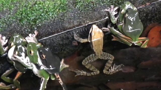 莫氏樹蛙Rhacophorus moltrechti смотреть онлайн