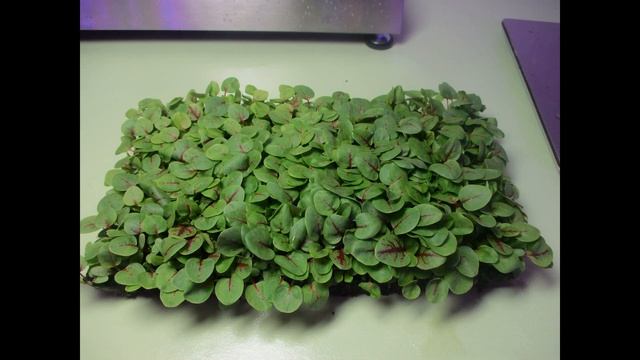 Выращивание на ситиферме. МИКРОЗЕЛЕНЬ щавель «Сангвиник» смотреть онлайн
