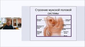 Половое созревание у юношей (часть 1)