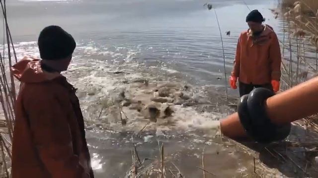 Зарыбление второго пруда (Дятлово) смотреть онлайн