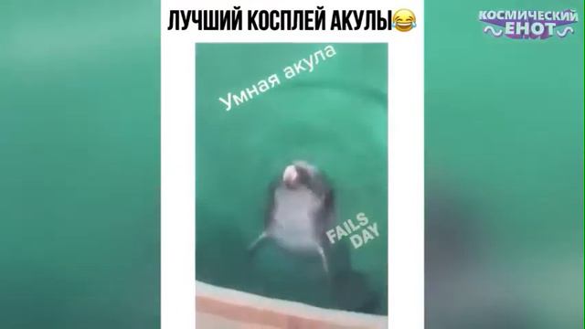 -Ты дельфин? -Нет смотреть онлайн