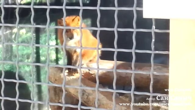 Чернобурка или черная лисица и рыжая лисица смотреть онлайн