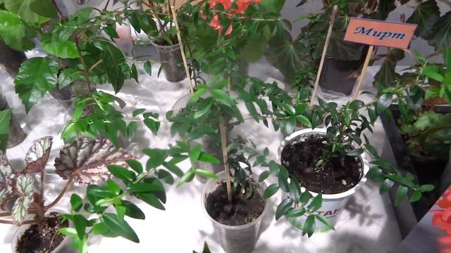 выставка фиалок и других комнатных растений торговый центр башкирия смотреть онлайн