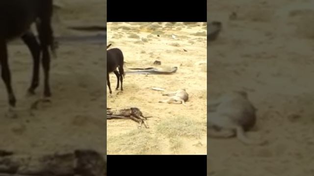 Осел ишак напал на собак смотреть онлайн