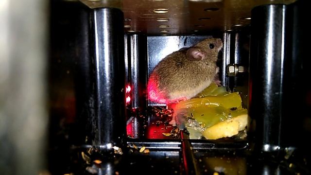 Гуманная электронная мышеловка смотреть онлайн