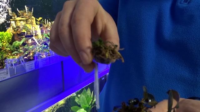 Редкие виды #буцефаландр