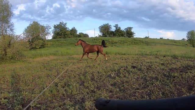 Продаётся лошадь. Будёновская кобыла. Кличка БеГе. смотреть онлайн