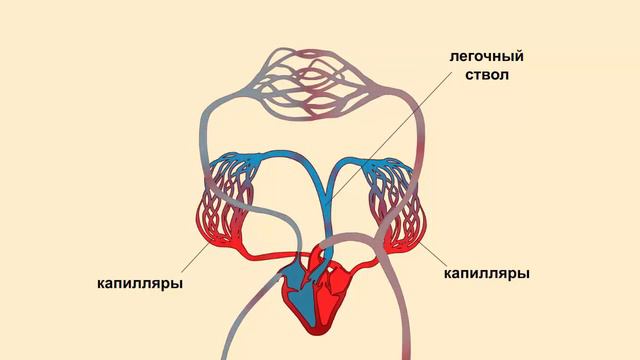 Малый круг кровообращения / Kiçik qan dövranı смотреть онлайн